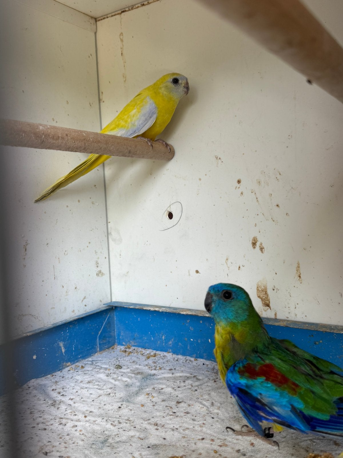 Koppel Turquoisine parkieten te koop, Dieren en Toebehoren, Vogels | Parkieten en Papegaaien, Meerdere dieren, Parkiet