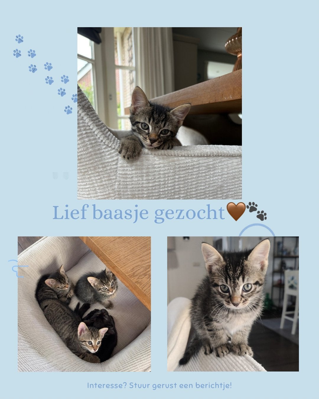 Kitten te koop, Dieren en Toebehoren, Katten en Kittens | Overige Katten, Kater, Langharig, 0 tot 2 jaar