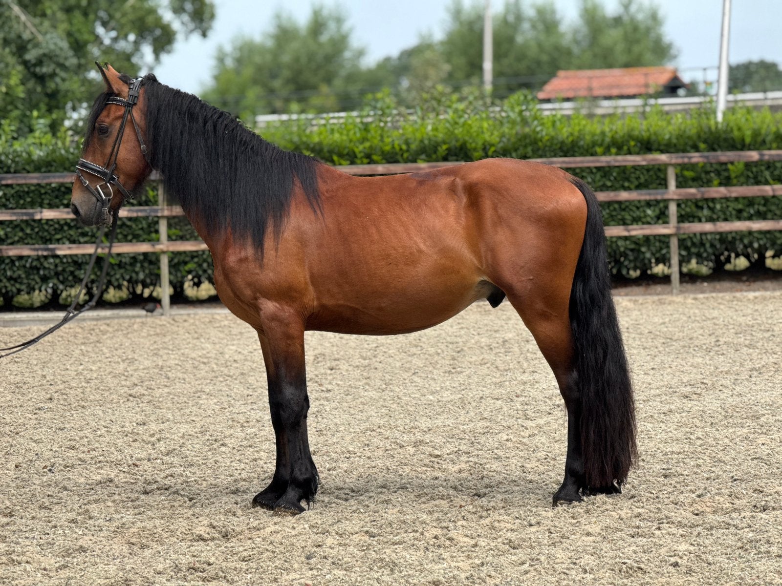 Super lieve kruising fries ruin, Dieren en Toebehoren, B, Ruin, Gechipt, 3 tot 6 jaar