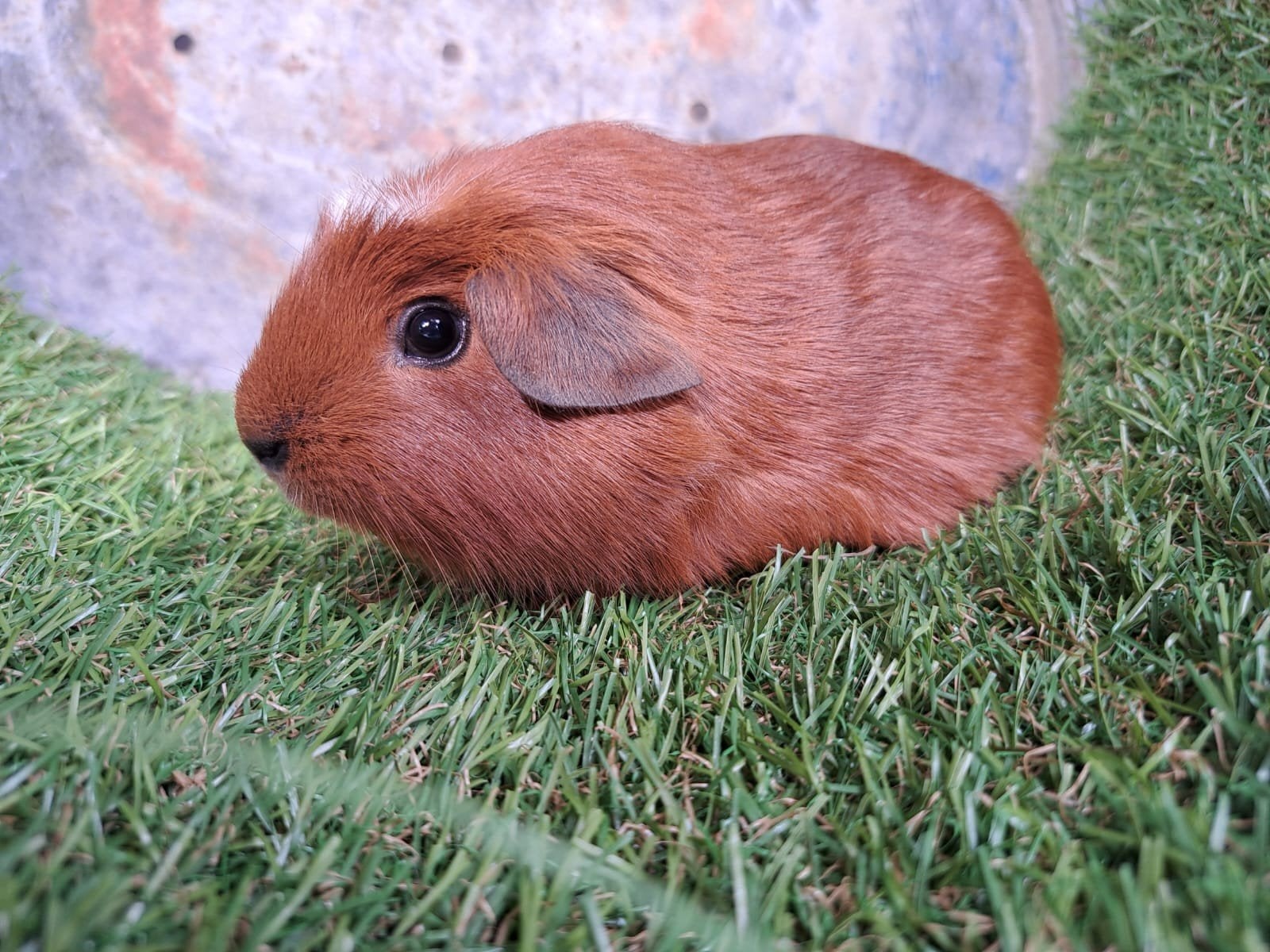Rode jonge california cavia's, Dieren en Toebehoren, Knaagdieren, Cavia, Mannelijk, Juli, Tam