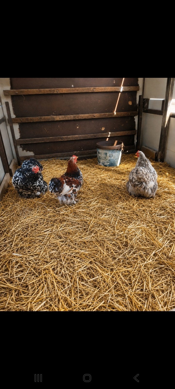 2 hennen 1 haan Cochin kriel, Dieren en Toebehoren, Pluimvee, Meerdere dieren, Kip