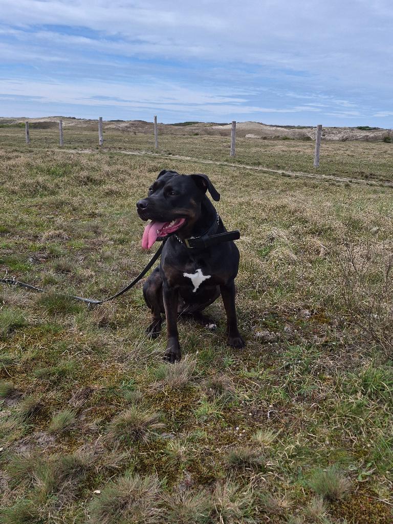 Hond herplaasen, Dieren en Toebehoren, Honden | Niet-rashonden, Teef, Eén hond, 3 tot 5 jaar, Nederland