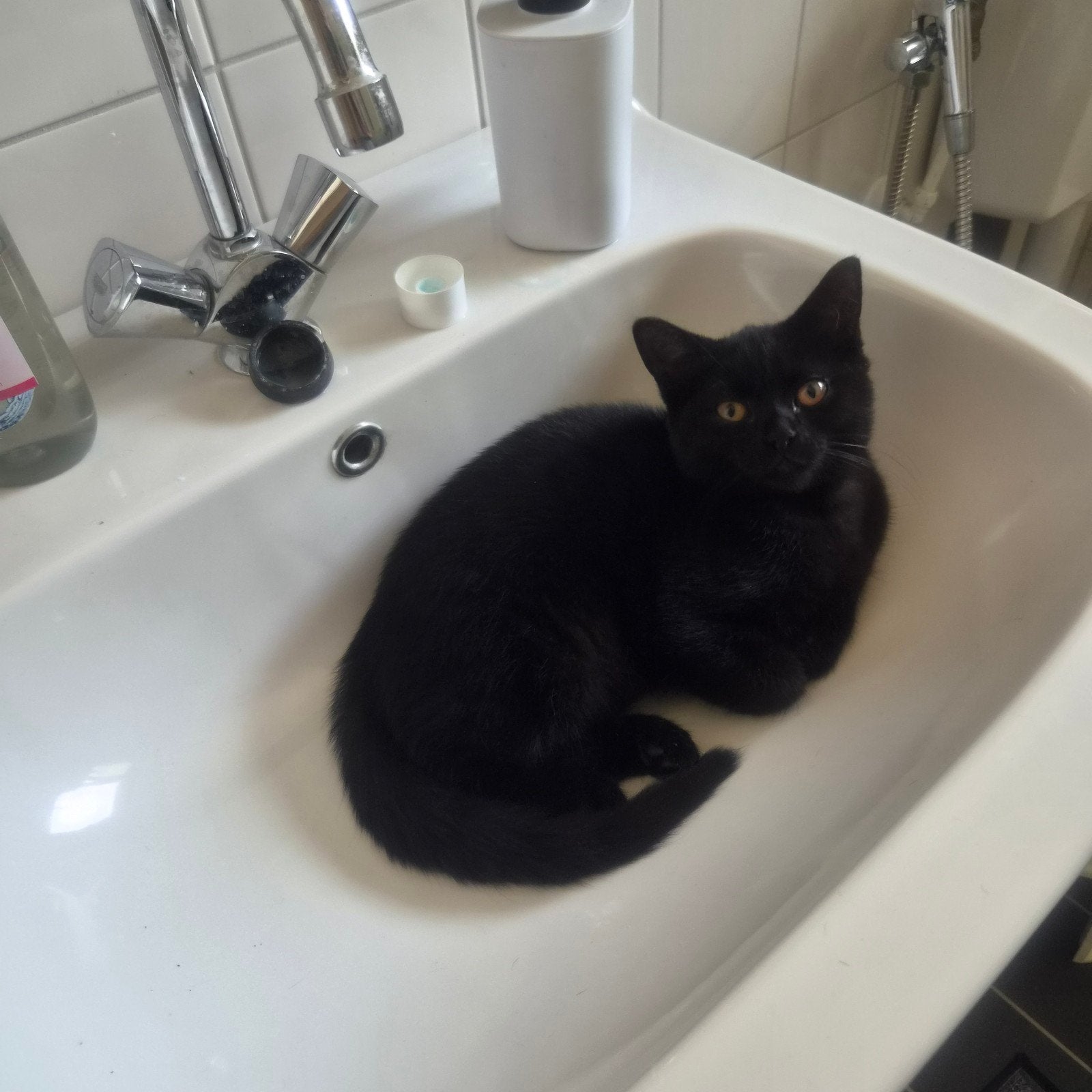 Lieve zwarte Britse kitten (3 maanden) zoekt een liefdevol t, Dieren en Toebehoren, Katten en Kittens | Raskatten | Korthaar, Poes