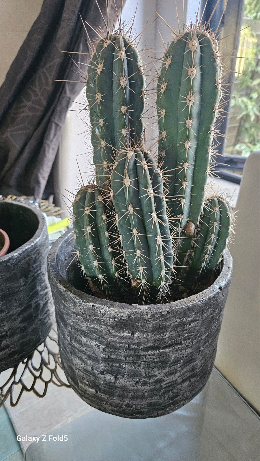 Grote cactus in pot - Ideaal voor binnen of buiten, Ophalen of Verzenden