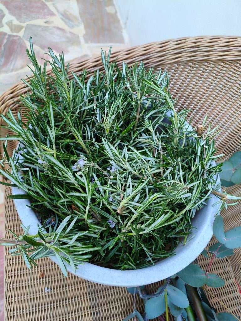 Rozemarijn takjes, Tuin en Terras, Planten | Tuinplanten, Ophalen, Overige soorten, Volle zon