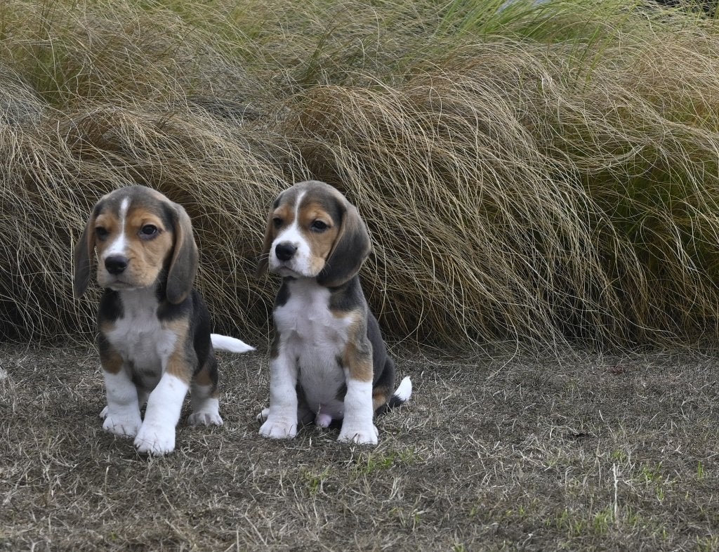 Prachtige Beagle pups met stamboom !, Parvo, Overige rassen, 8 tot 15 weken, Meerdere