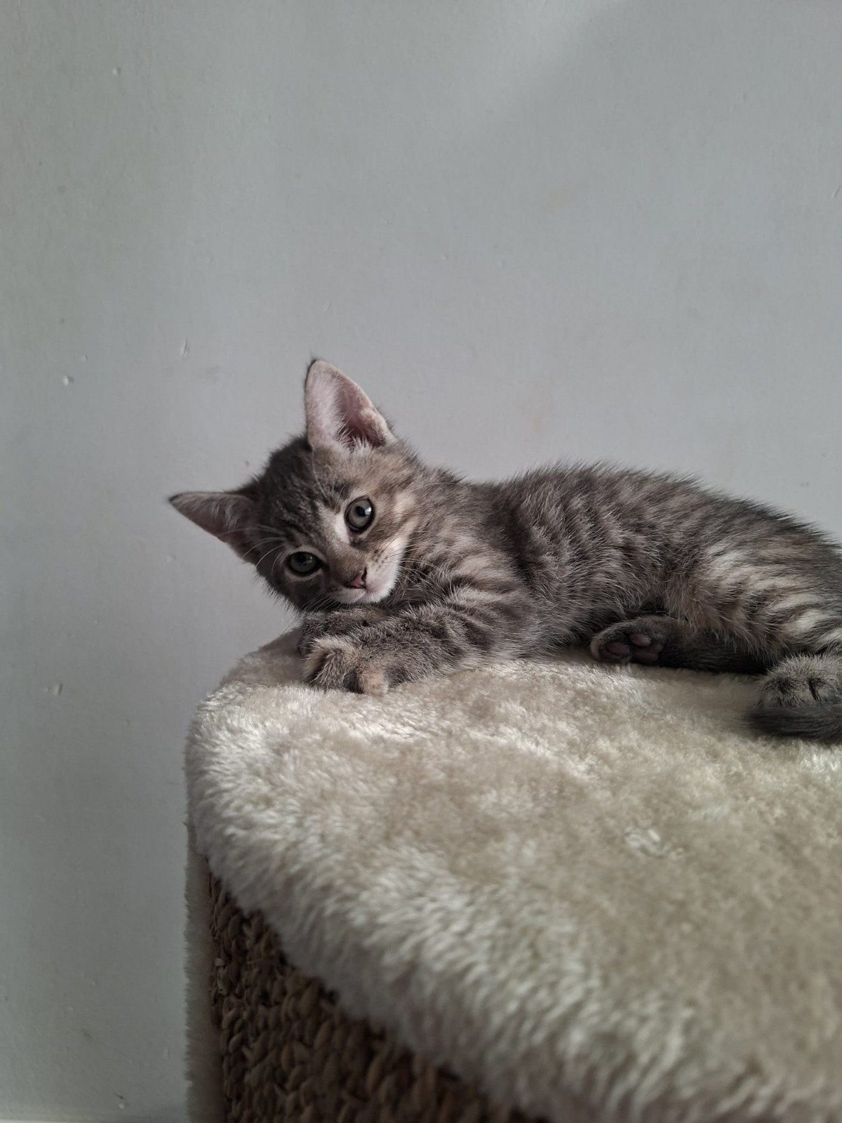 Kitten, Dieren en Toebehoren, Poes, Kortharig, 0 tot 2 jaar
