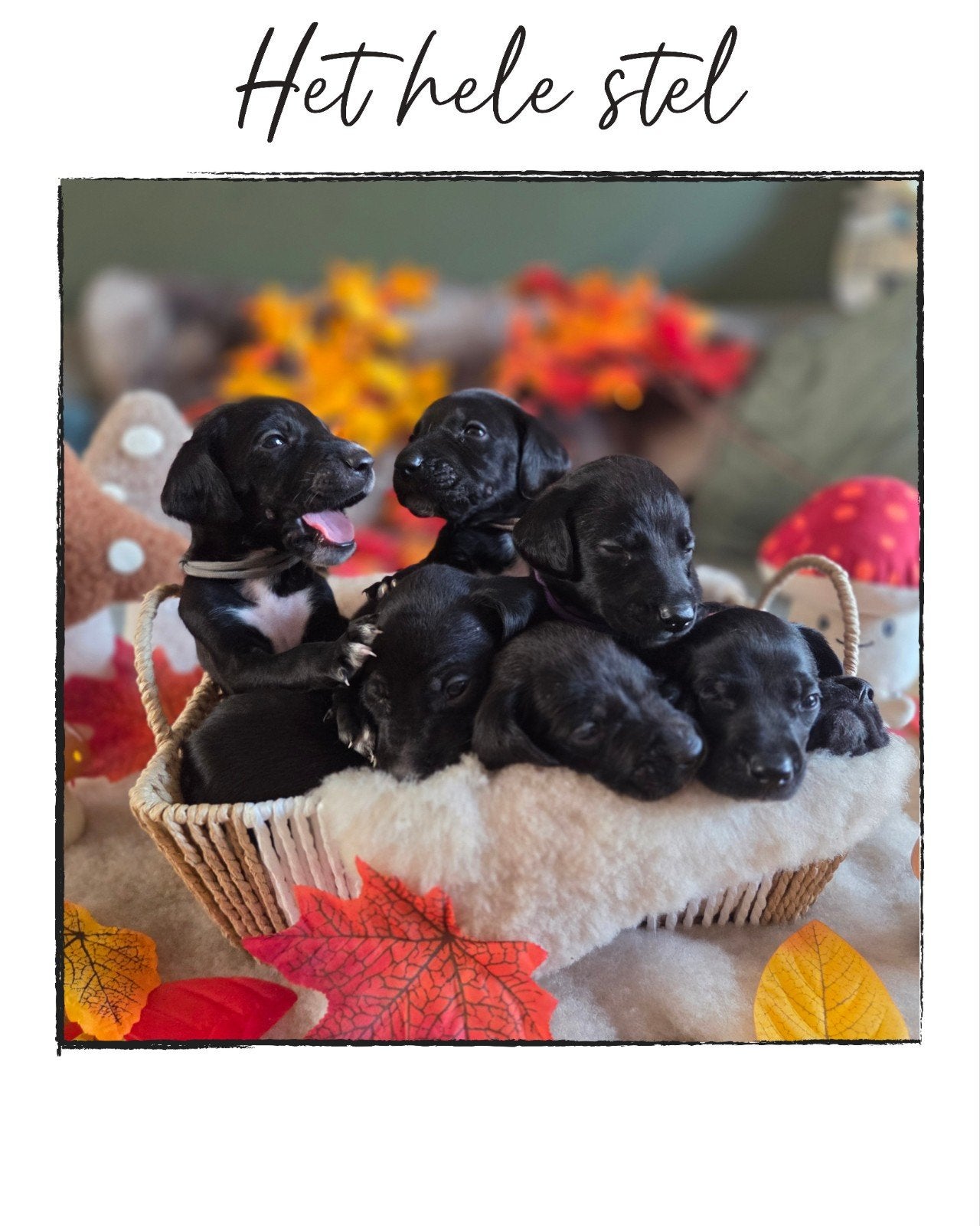 Prachtige Dalmadoodle pups (Labradoodle x Dalmatiër), 8 tot 15 weken, Groot, Meerdere, Meerdere dieren