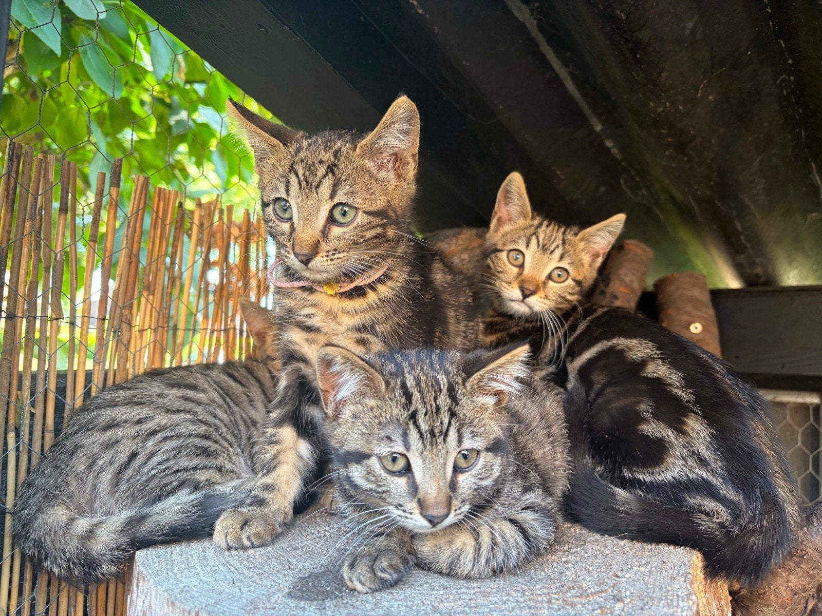 Kittens tekoop Bengaal/ Blauwe rus, Dieren en Toebehoren, Katten en Kittens | Raskatten | Korthaar, Meerdere dieren, Ontwormd
