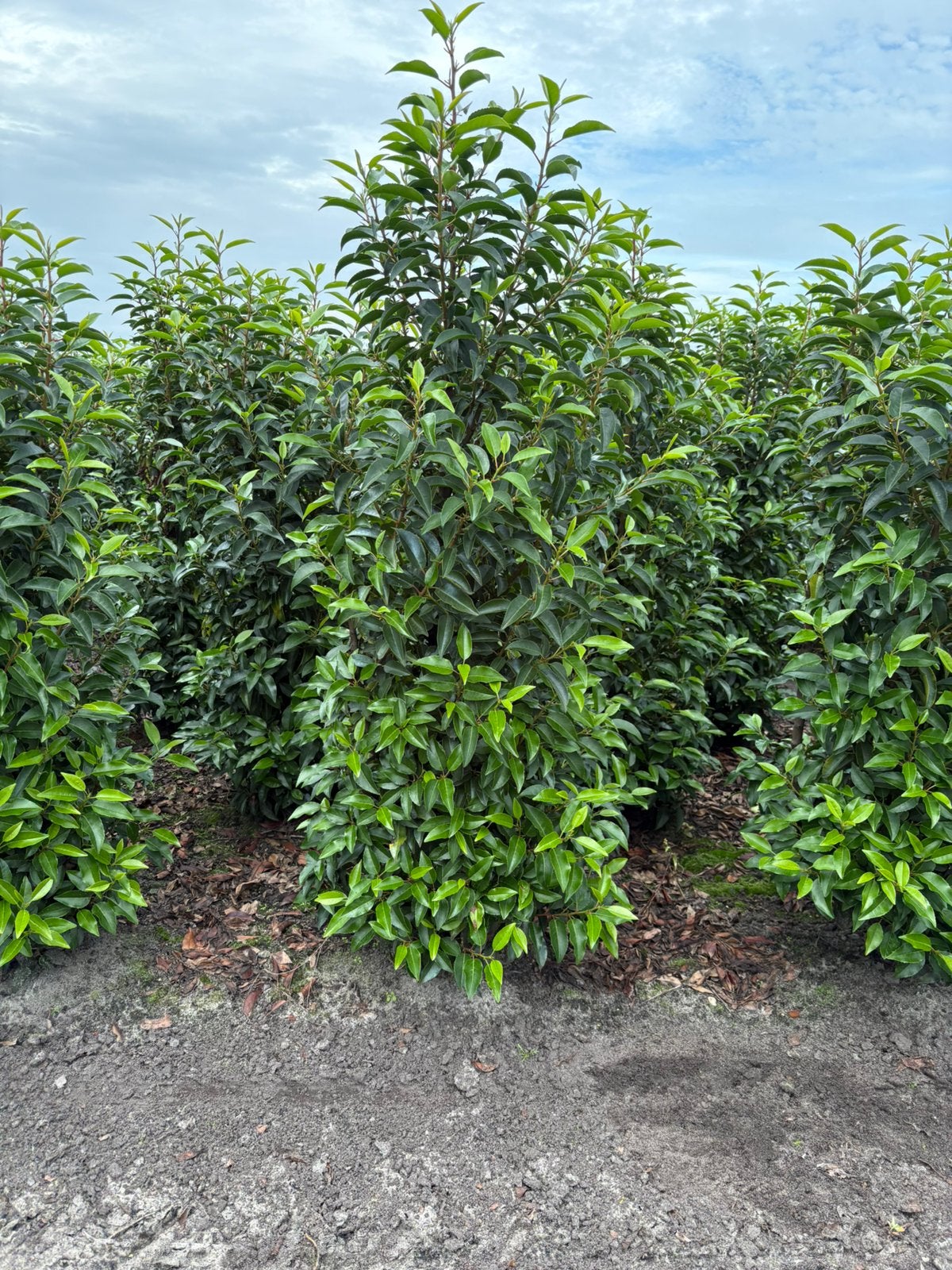 Portugese laurier. Prunus lusitanica angustifolia, Tuin en Terras, Ophalen of Verzenden, Laurier, 100 tot 250 cm