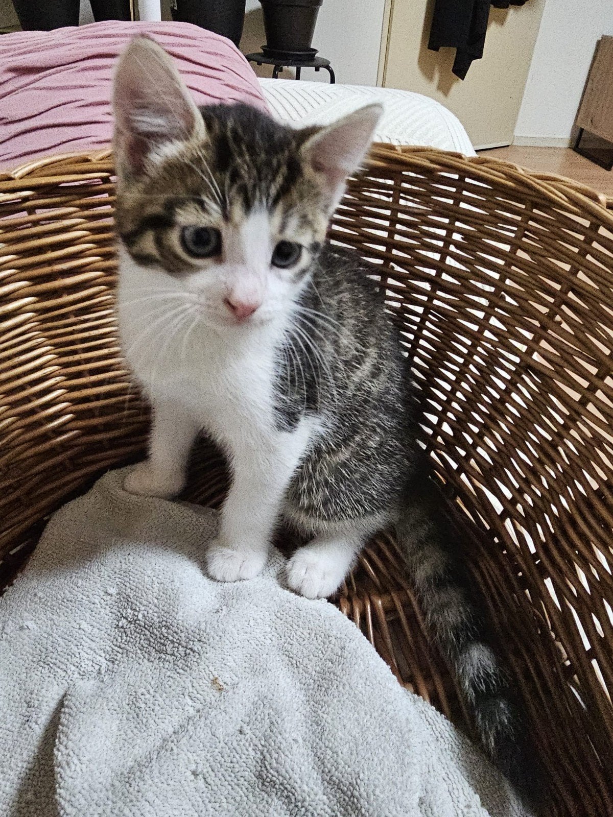 Kittens zoeken een nieuw thuis. Zowel vrouwtjes als mannetje, 0 tot 2 jaar