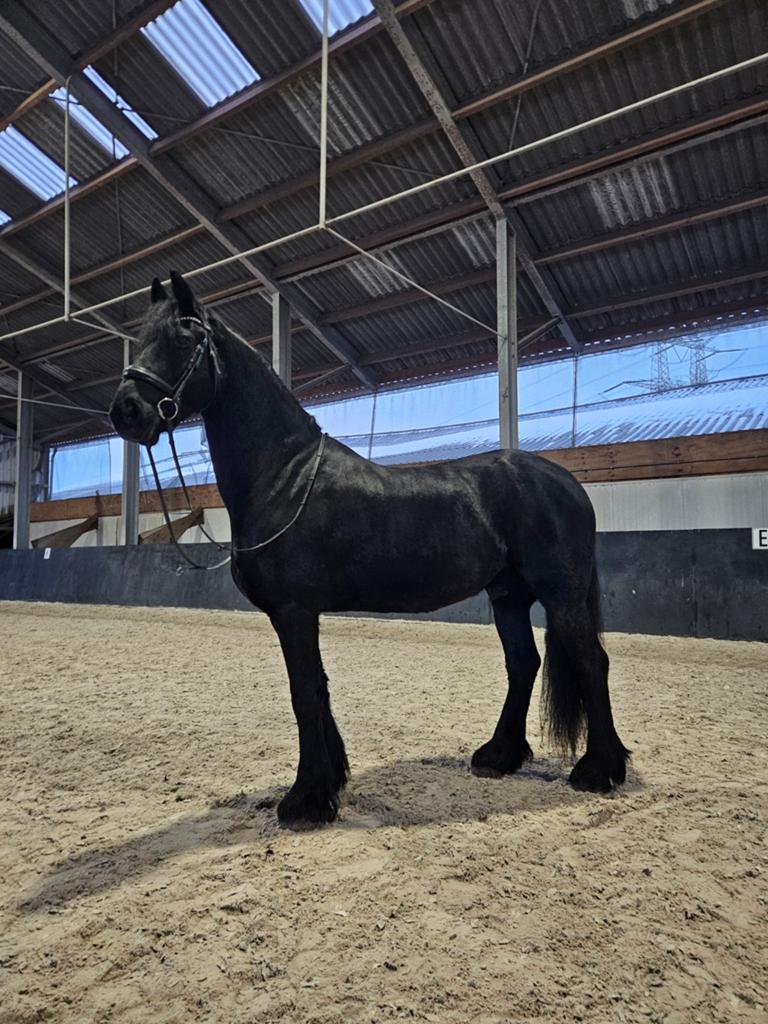 Prachtige lieve Friese ruin | 7jaar | 1.60m, Dieren en Toebehoren, Paarden, Ruin, 160 tot 165 cm, Recreatiepaard, 7 tot 10 jaar