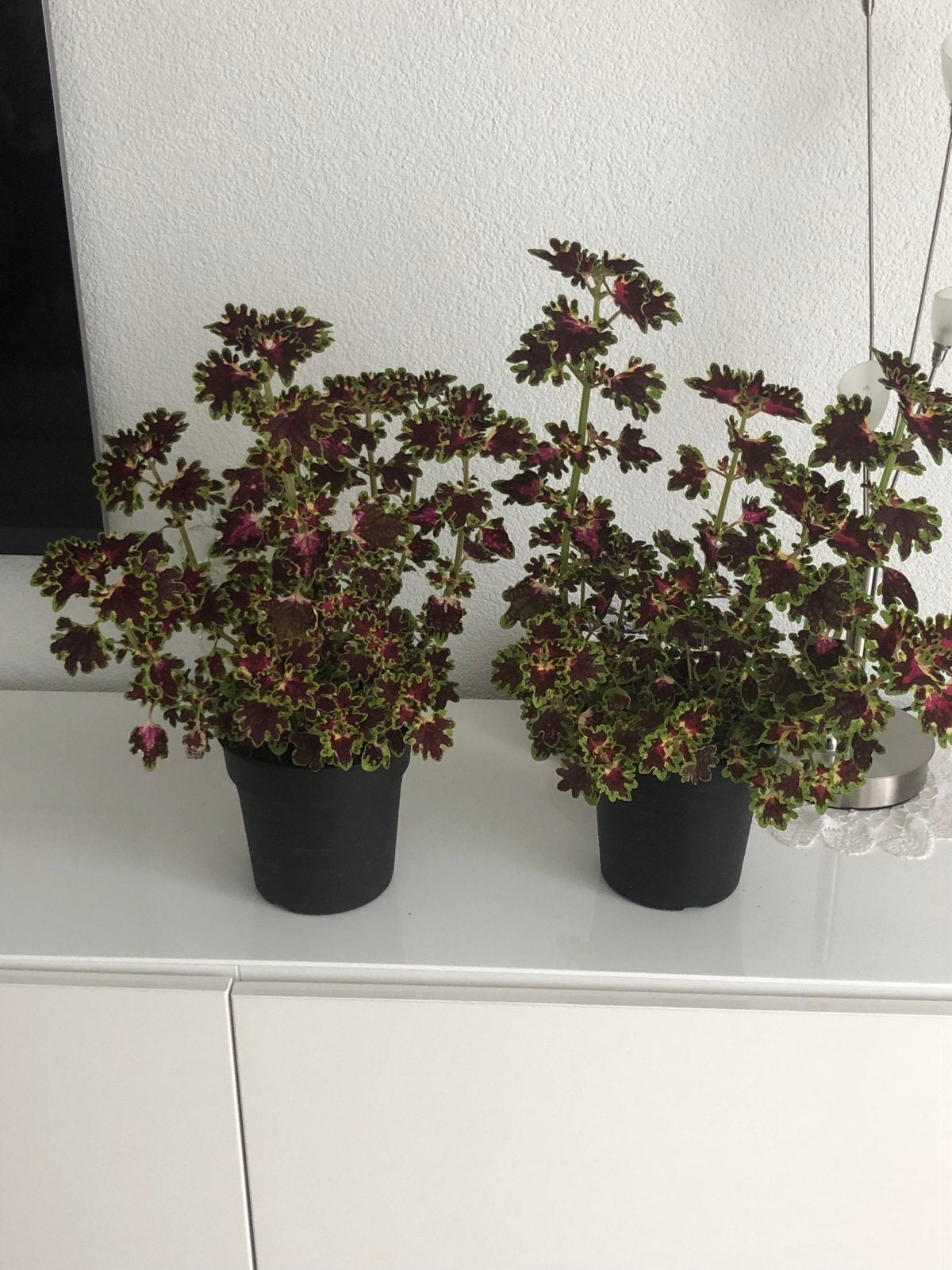 Kleurrijke Coleus 2 stuks, Eenjarig, Bloeit niet, Halfschaduw, Ophalen
