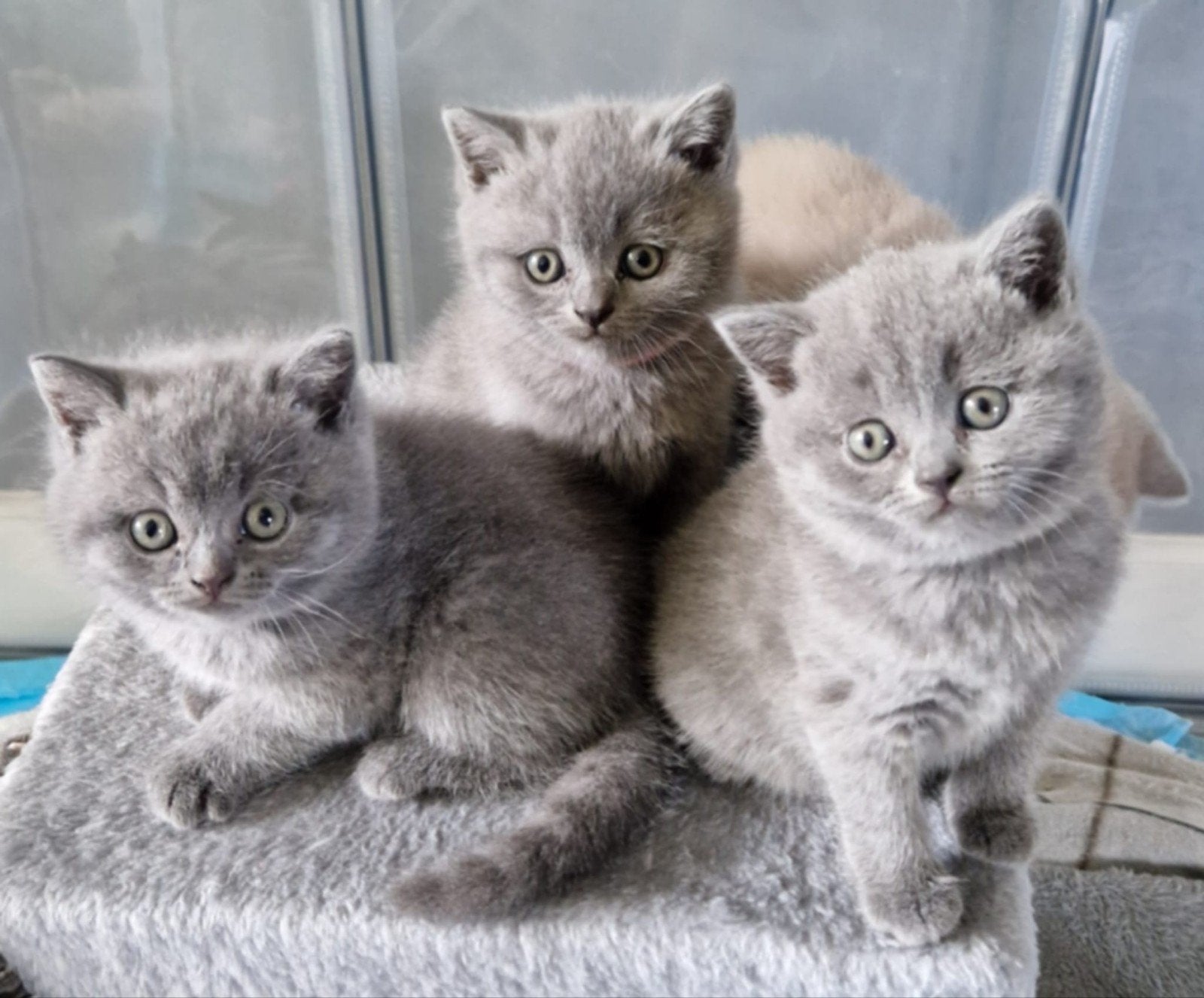Prachtige 100% britse korthaarkittens, Kater, Ontwormd, 0 tot 2 jaar