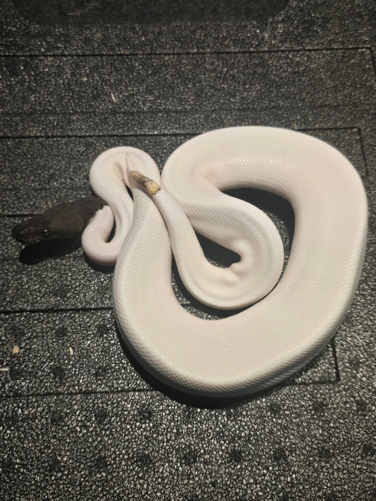 1.0 mojave ghi pied ball python