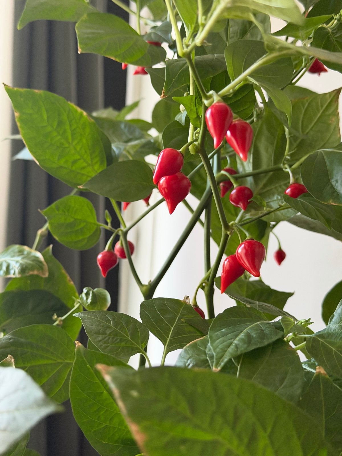 Home-grown cherry peppers X2, Ophalen, Volle zon, Groenteplanten, Eenjarig