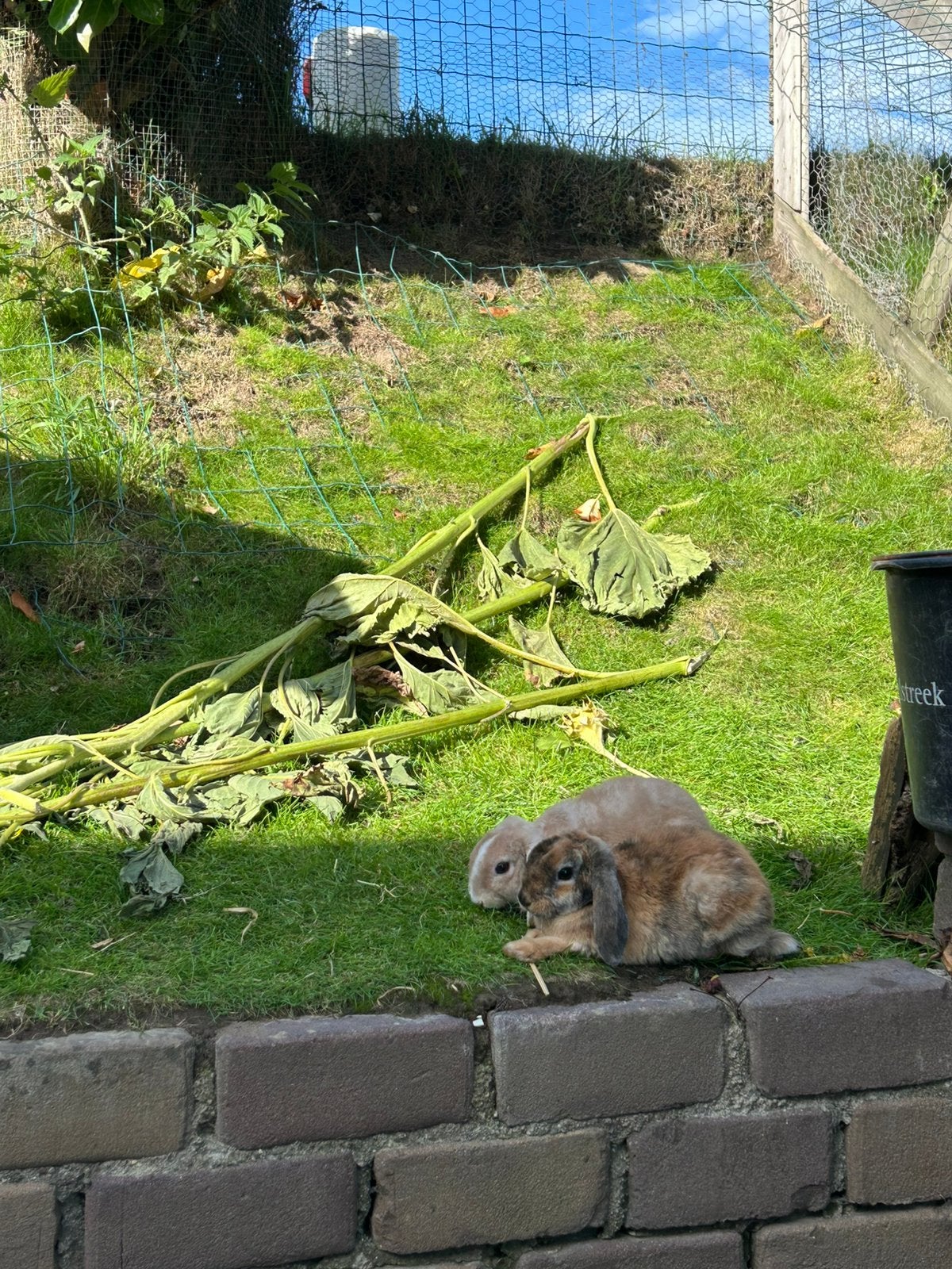2 jonge konijntjes, Dieren en Toebehoren, Mannelijk, 0 tot 2 jaar