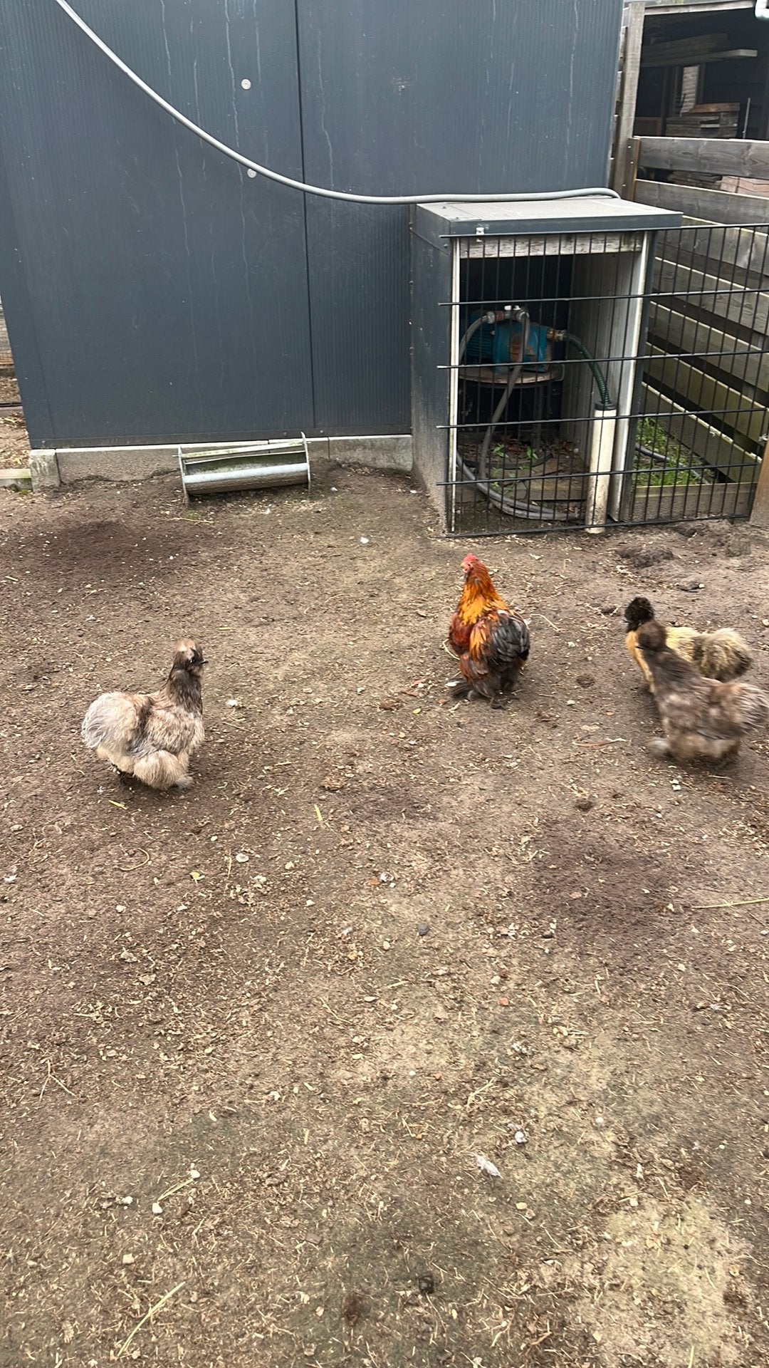 Cochin kriel haan, Dieren en Toebehoren, Pluimvee, Mannelijk, Kip