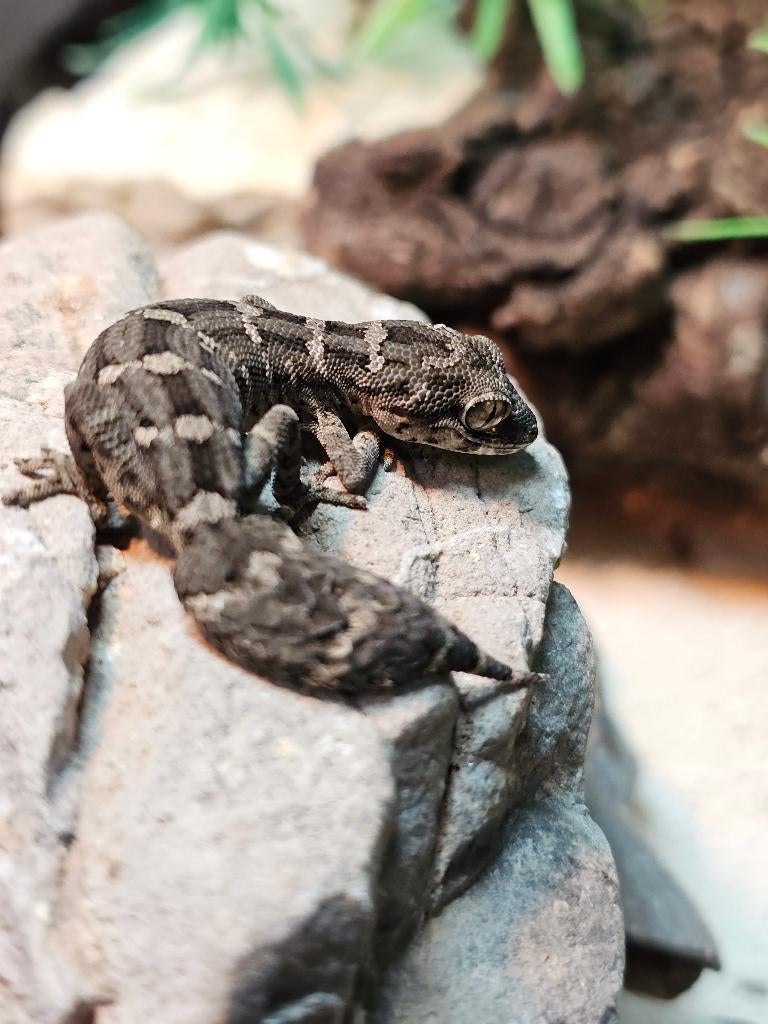 Hemidactylus imbricatus - viper gekko, Dieren en Toebehoren, Hagedis, 0 tot 2 jaar