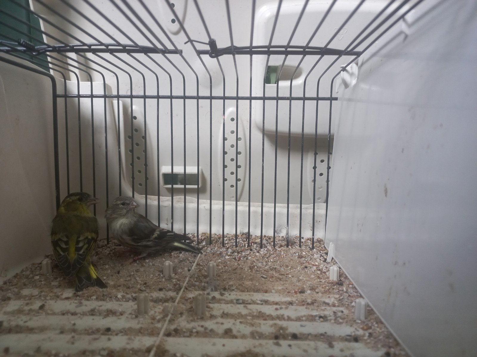 koppel sijzen Wildkleur split agaat x ivoor, Meerdere dieren, Wildzangvogel, Geringd