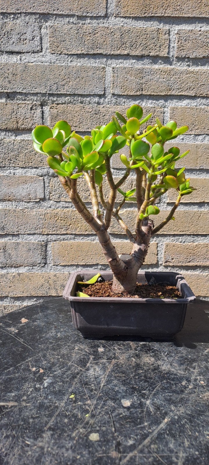 Bonsai crasula, Bloeit niet, Overige soorten, Minder dan 100 cm, Ophalen