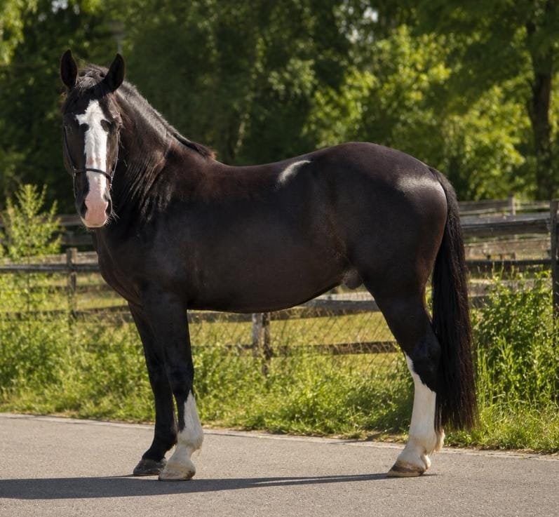 Xxl lieverd zoekt ***** thuis, Met stamboom, Ruin, Zadelmak, Recreatiepaard