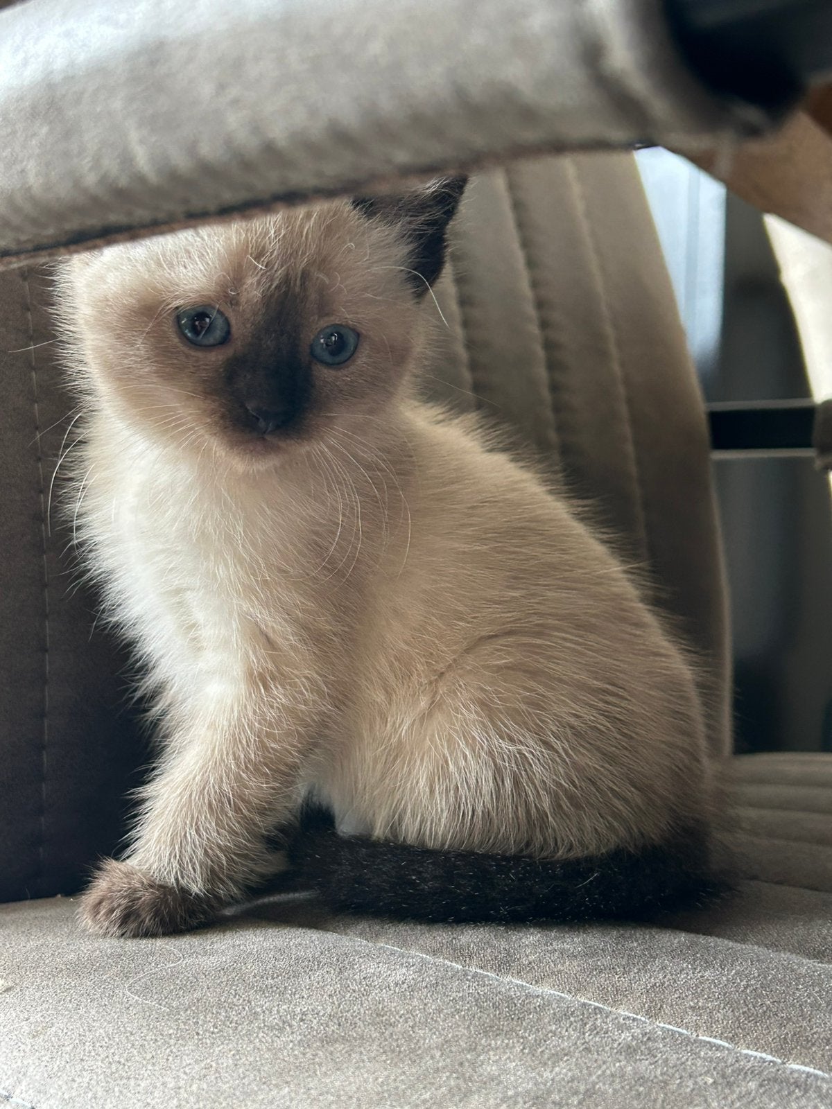 kittens te koop, Meerdere dieren, Ontwormd