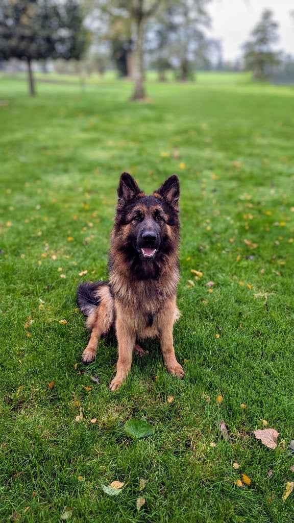 Duitse Herder pups, Dieren en Toebehoren, Honden | Herdershonden en Veedrijvers, Meerdere dieren, Herder, Particulier, Meerdere