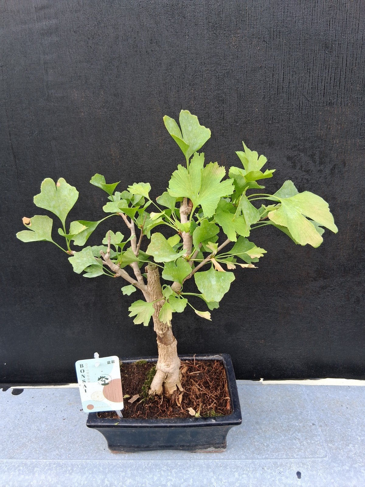 Bonsai ginkgo (2), Bloeit niet, Halfschaduw, Minder dan 100 cm, Overige soorten