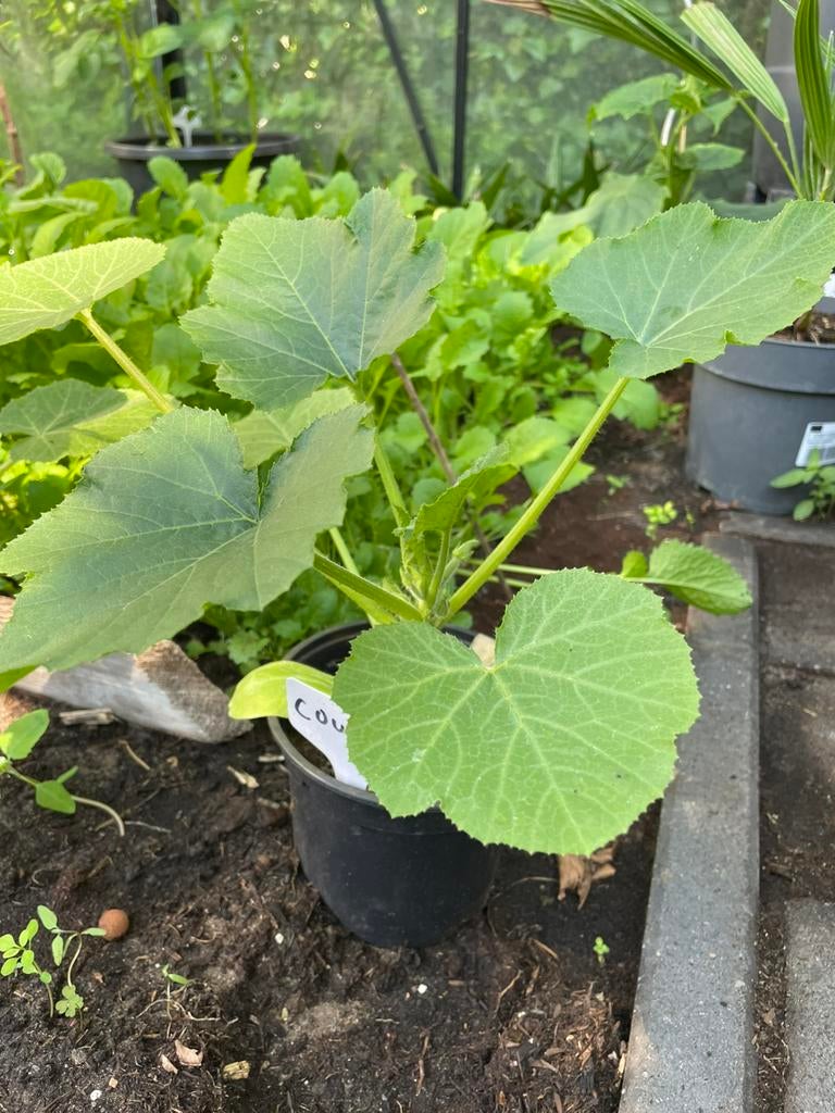Courgette plant 2,50€, Ophalen, Minder dan 100 cm, Overige soorten, Zomer