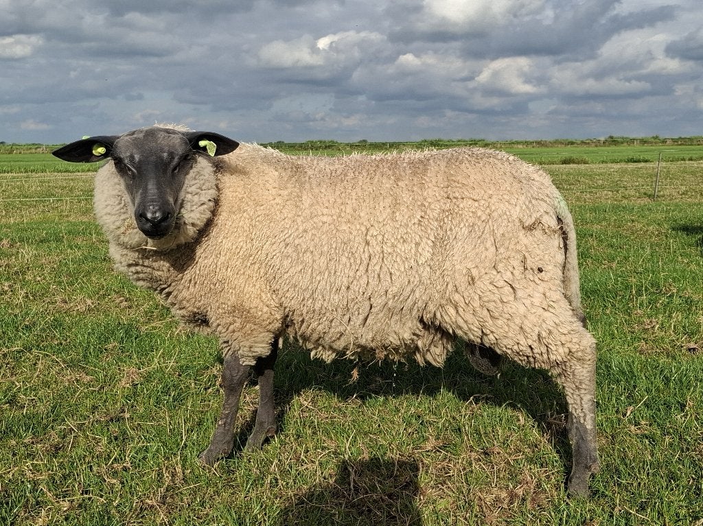 Stamboek ramlammeren Bleu du Maine voor de fokkerij, Mannelijk, Schaap, 0 tot 2 jaar