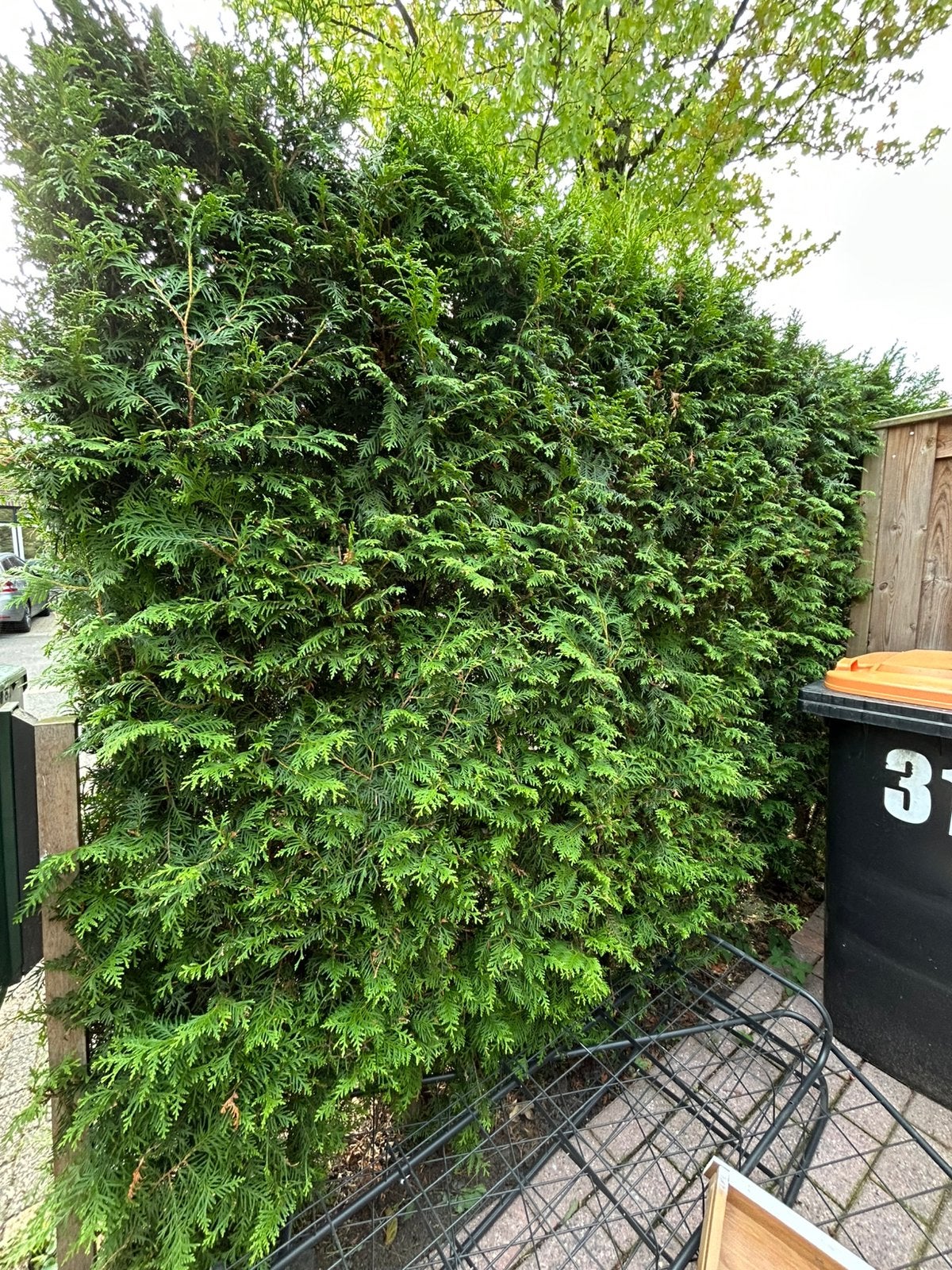 Coniferen, Tuin en Terras, Planten | Struiken en Hagen, Ophalen, Conifeer, 100 tot 250 cm