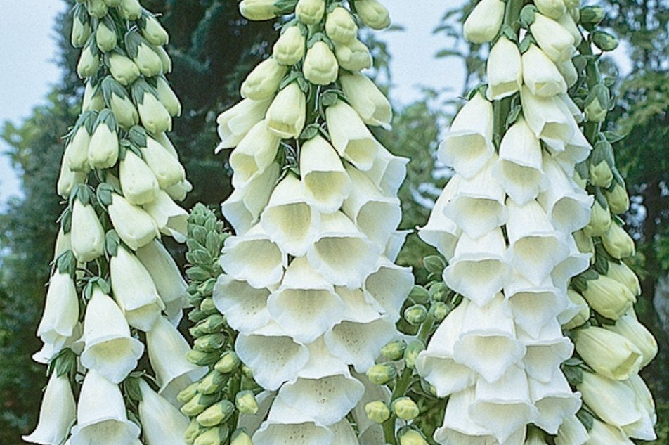 Digitalis Alba - Vingerhoedskruid wit - 2 jarig, Tweejarig, Volledige schaduw, Zomer, Ophalen
