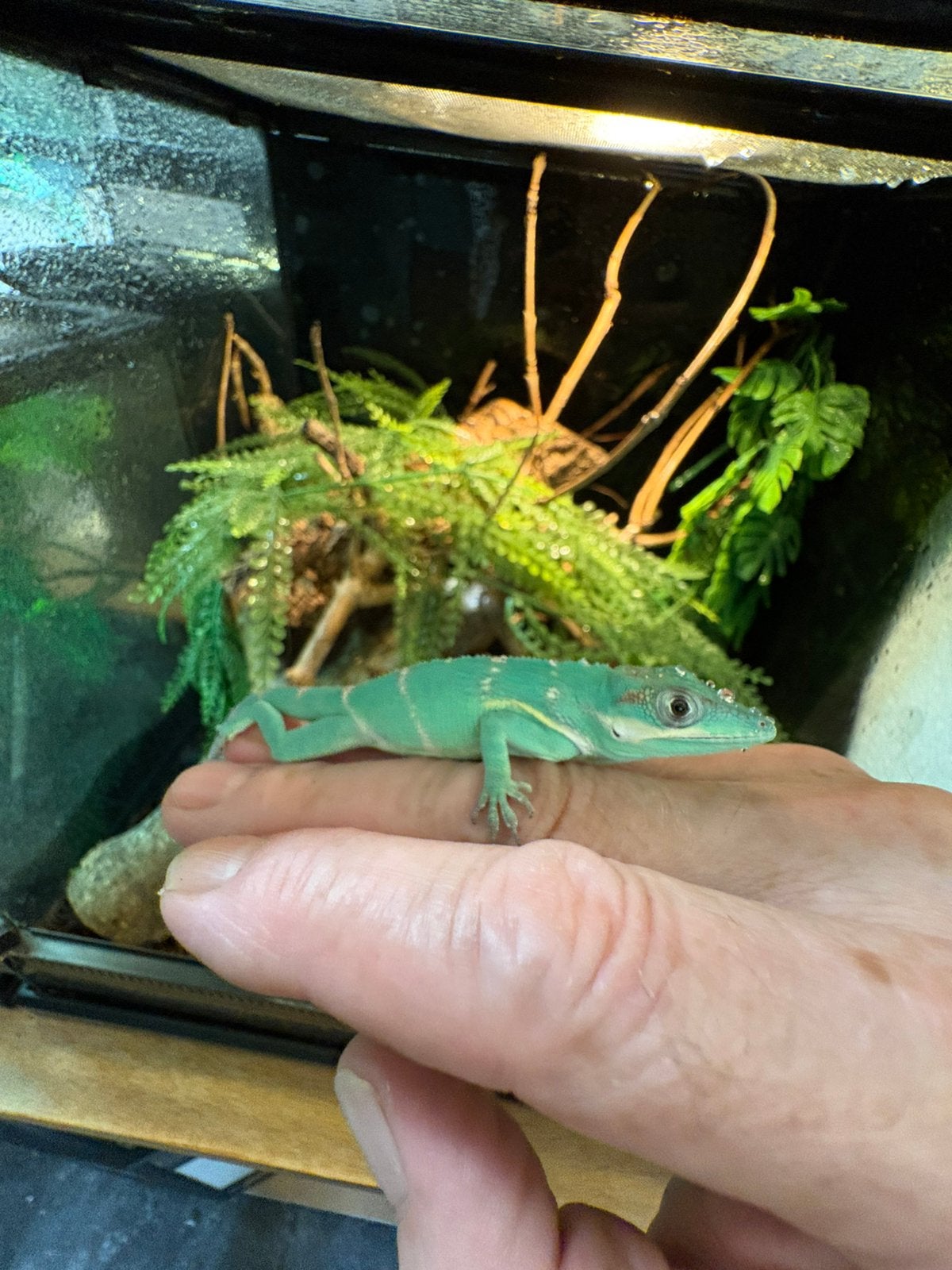 Ridderanolis, 0 tot 2 jaar