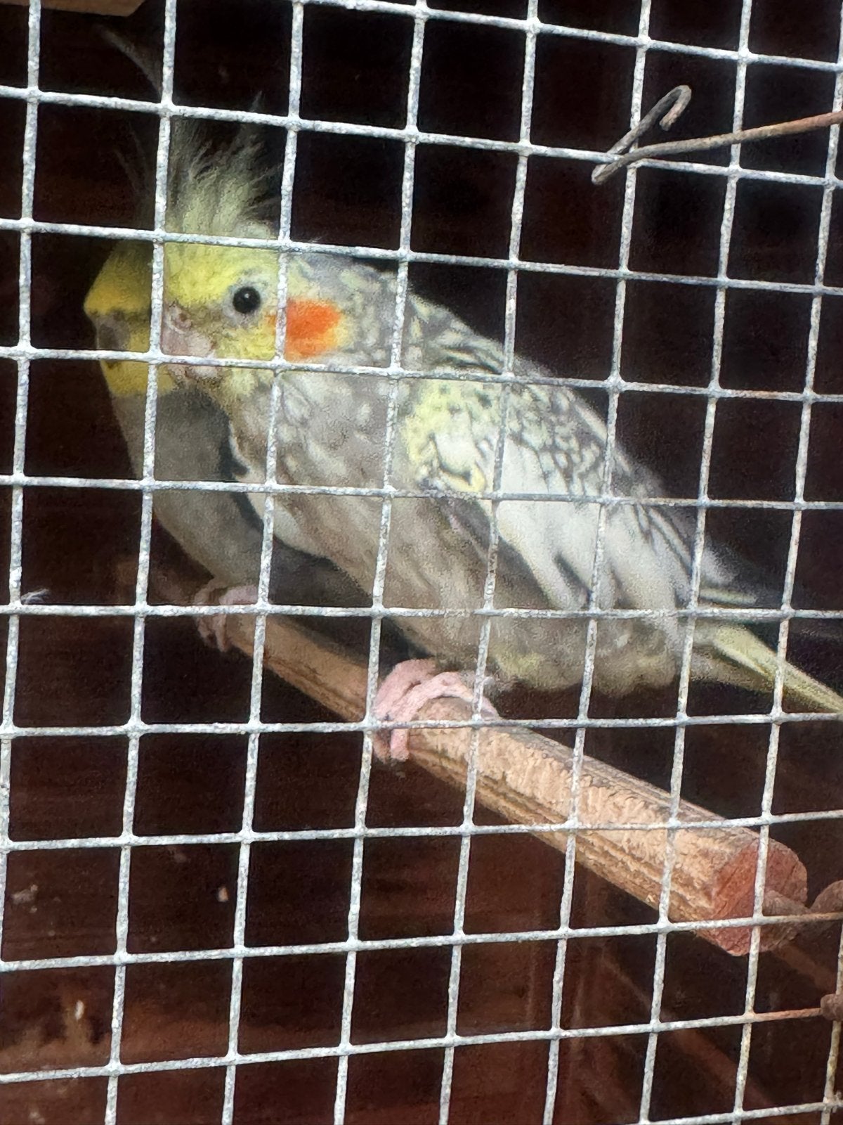Vogels te koop, Meerdere dieren, Parkiet