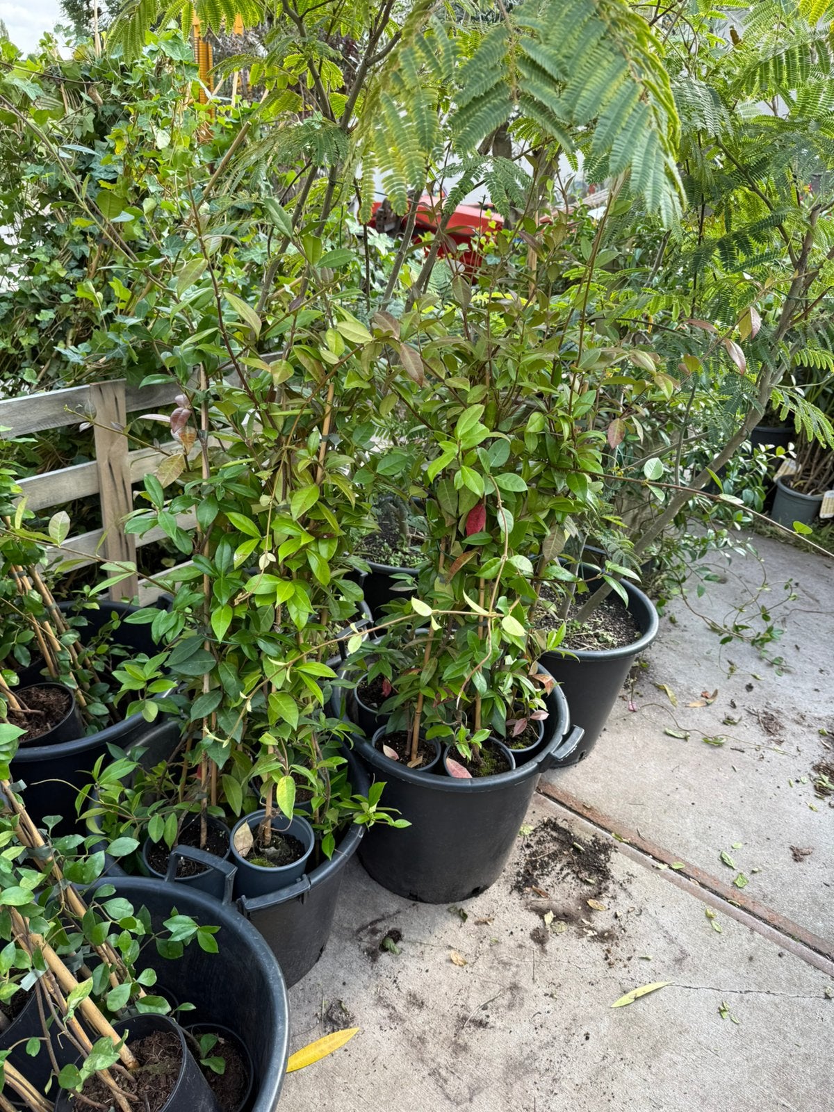 Toscaanse jasmijnen div maten wit en geel zeer scherpe prijs, Ophalen, Volle zon, Vaste plant, Klimplanten