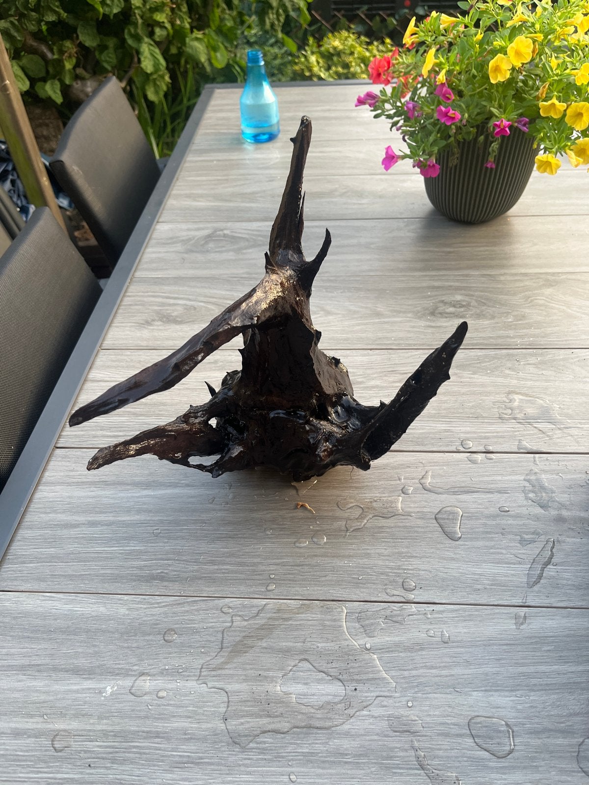 Aquarium hout, Ophalen of Verzenden, Plant(en), Steen of Hout