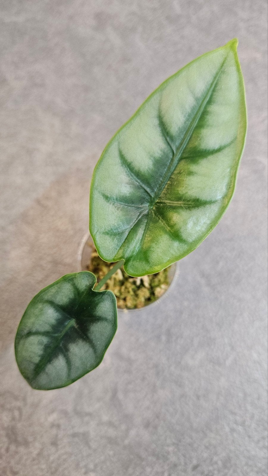 Alocasia Reversa, Ophalen of Verzenden, Halfschaduw, Minder dan 100 cm