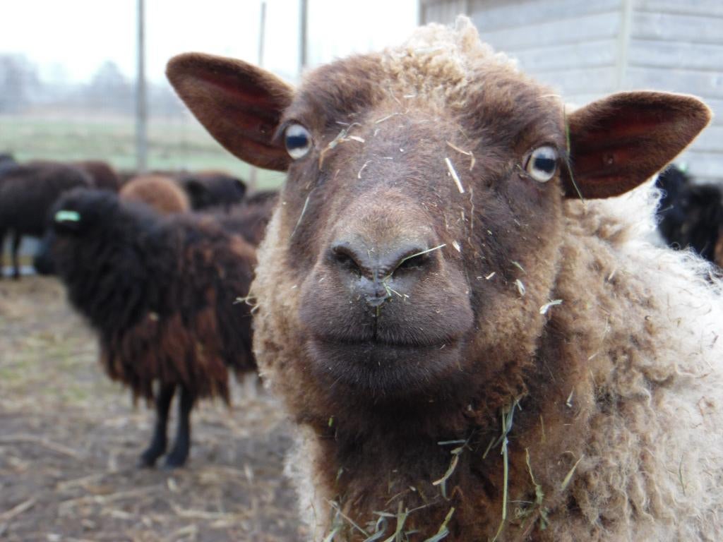 Jonge Ouessant schaap ooien | Verschillende kleuren, Dieren en Toebehoren, Vrouwelijk, Schaap, 0 tot 2 jaar