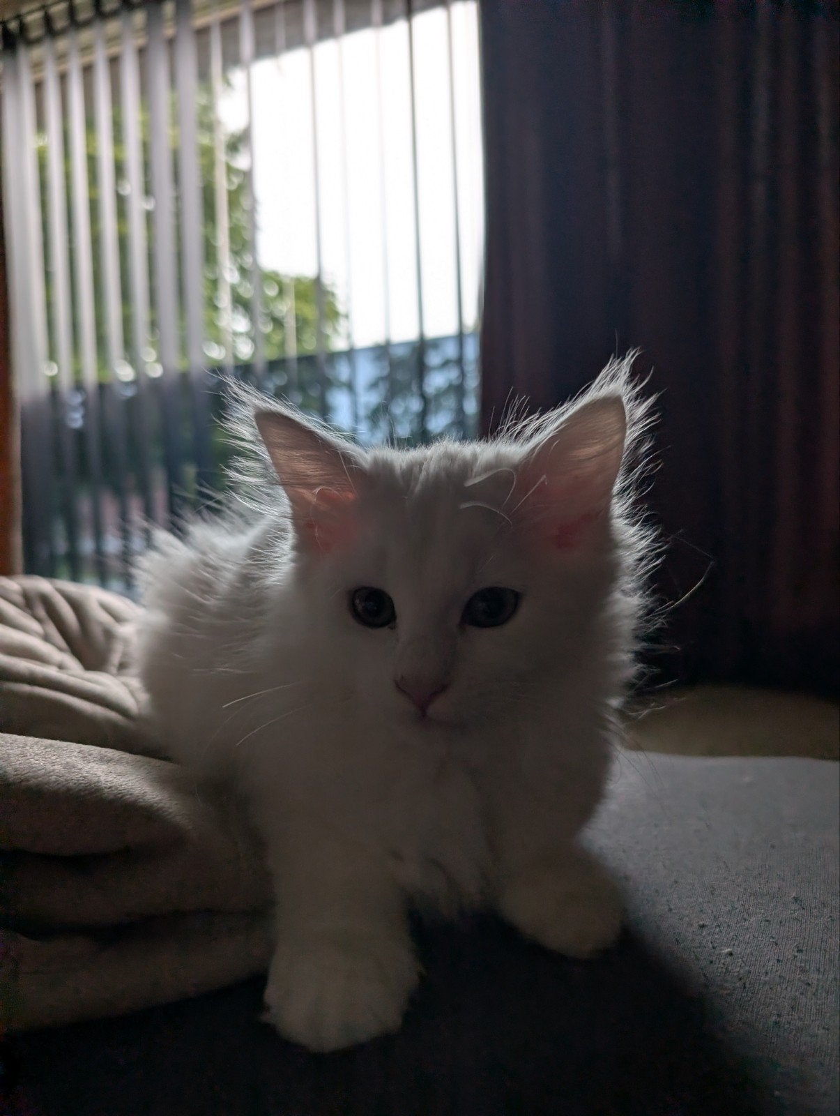 Main coon kitten