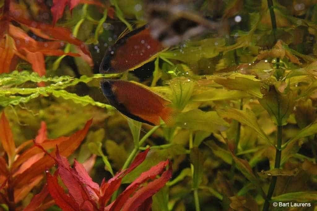 1x honinggoerami 5cm te koop, Vis, Zoetwatervis, Schoolvis