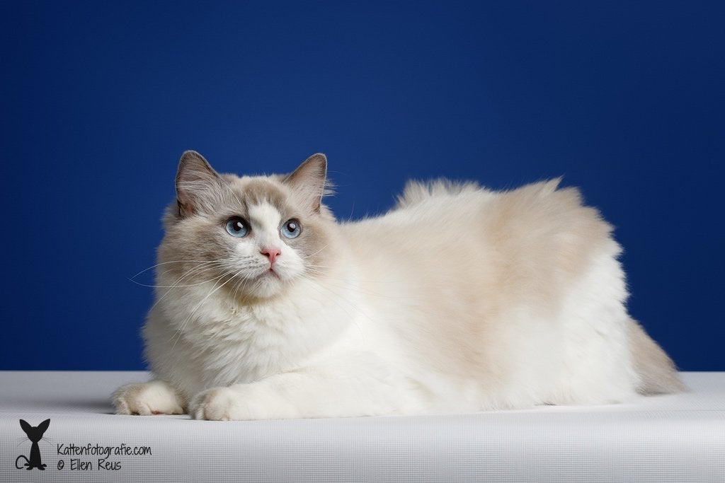 Ragdolls(fok ) poes  🐱, Poes, Met stamboom, 0 tot 2 jaar