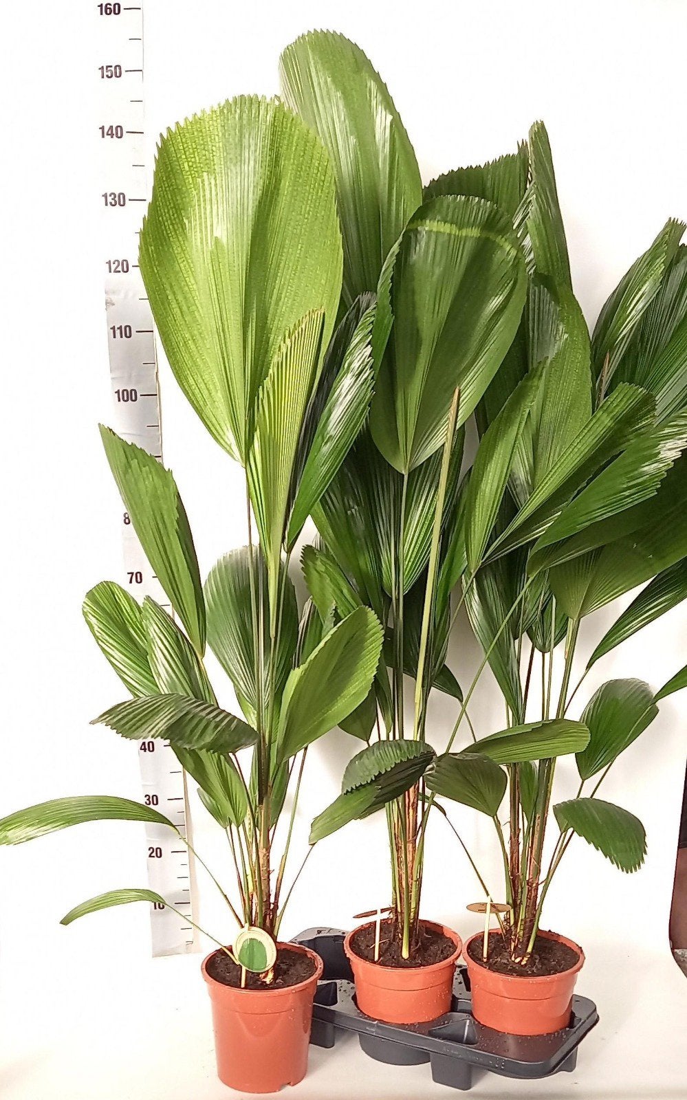 Lucala grandis 150 cm, Ophalen, Eenjarig, Overige soorten, Volle zon