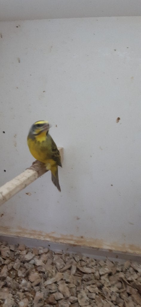 Mozambiquesijs  pop, Vrouwelijk, Tropenvogel
