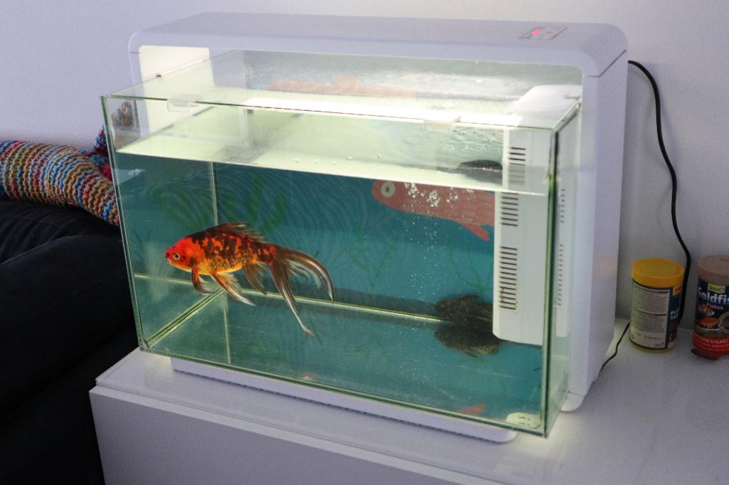 Twee aquaria en vissen, Ophalen, Gebruikt, Overige merken, Inclusief vissen