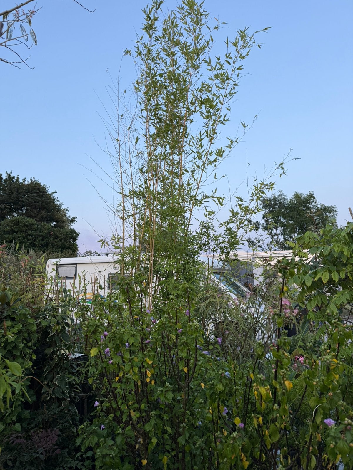 Grote bamboe ik grote kuip hoog 3.-4 m  4 kuipen pst 35 ,-, Tuin en Terras, Ophalen, Bamboe, 250 cm of meer