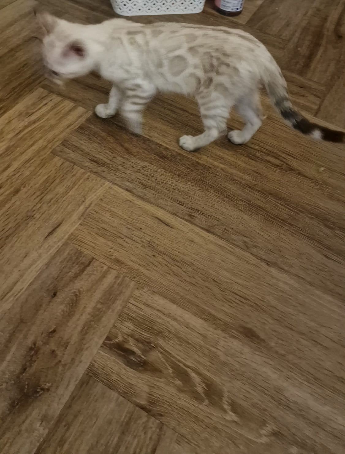 Prachtige Bengaalse kitten– poes, Meerdere dieren