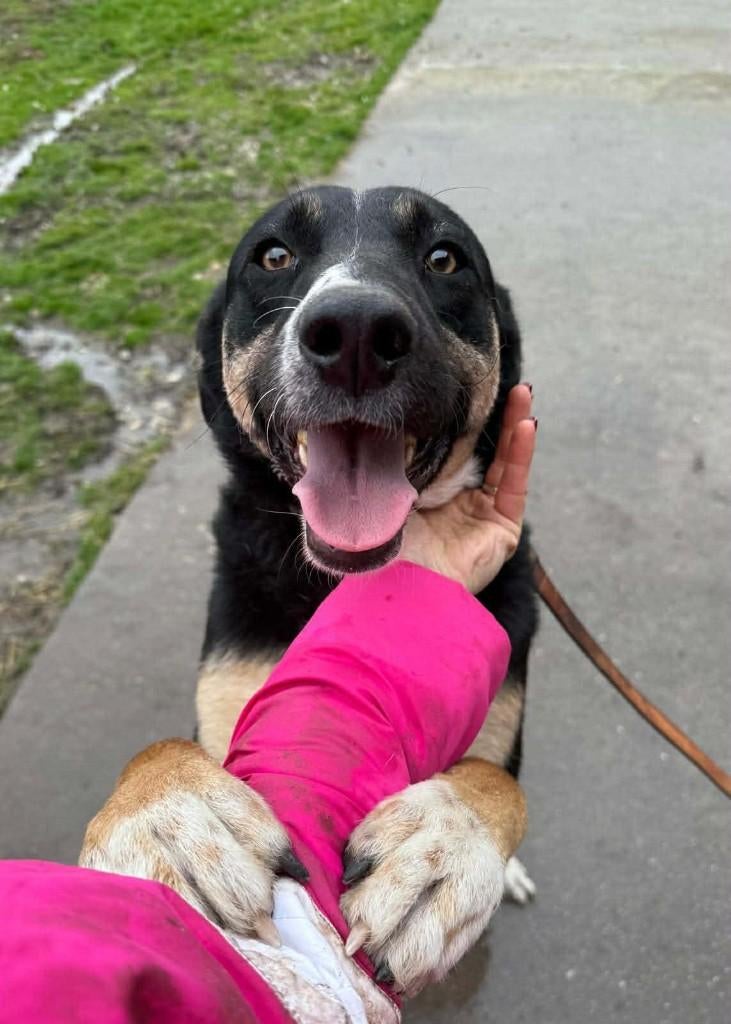 MILO, Prachtige jonge reu, met hart van goud, middelmaat, Dieren en Toebehoren, Reu, 1 tot 2 jaar, Parvo, Eén hond