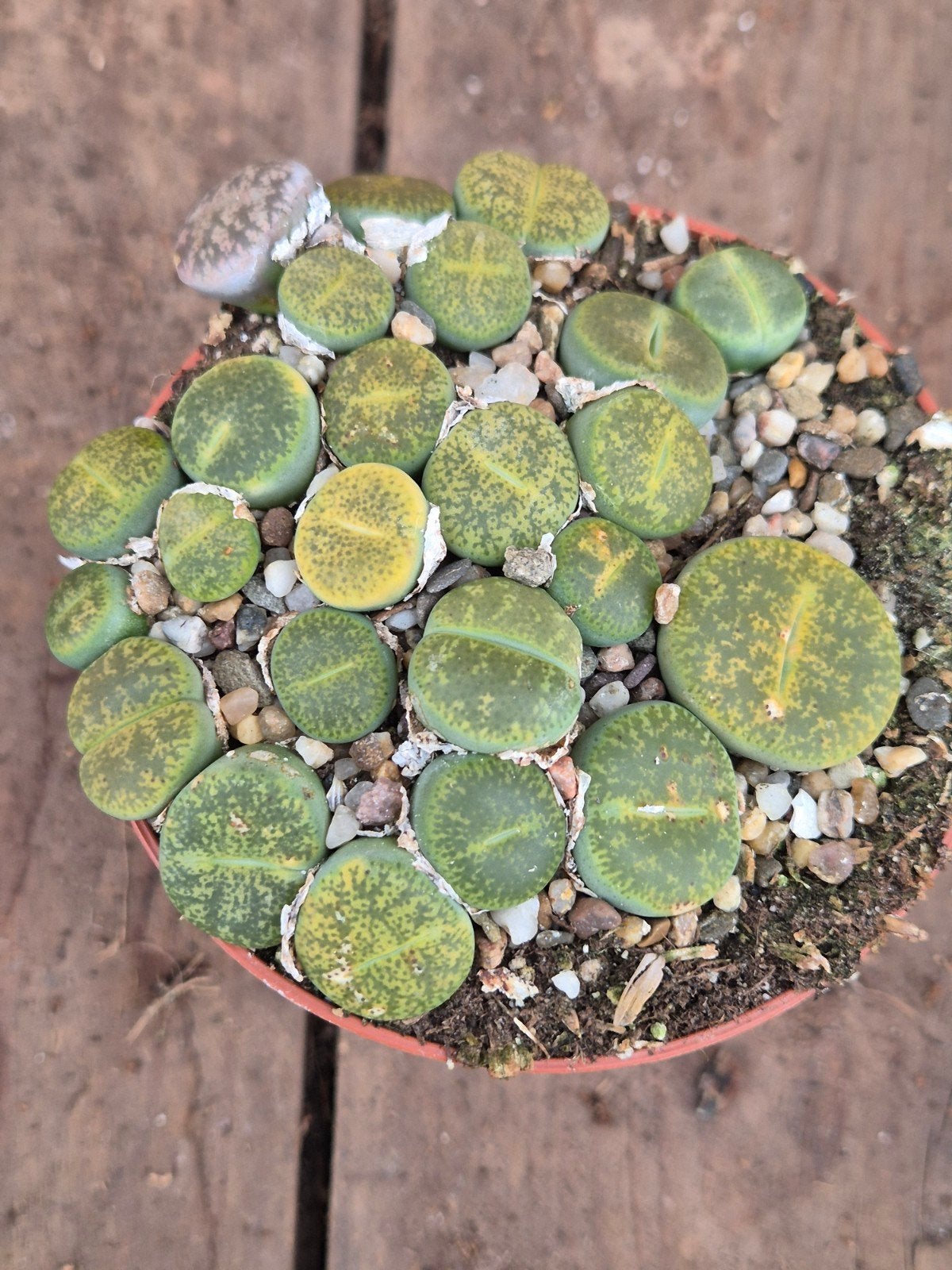 Lithops Levende stenen p8 (2), Huis en Inrichting, Ophalen of Verzenden, Halfschaduw, Minder dan 100 cm
