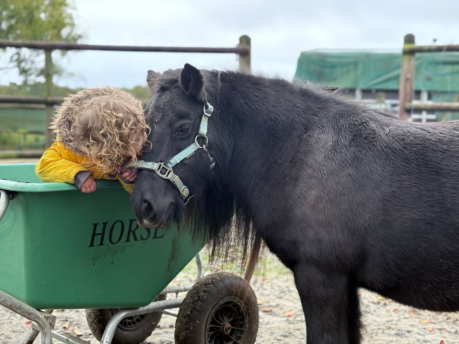 Brave kinderpony / Shetlander / Zwarte Shetty / merrie, Ruin, A pony (tot 1.17m), Recreatiepony, Gechipt